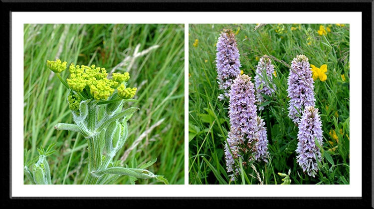 wild parsnip and spotted orchid