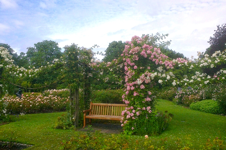Climbing roses, Rose Garden, Regent's Park