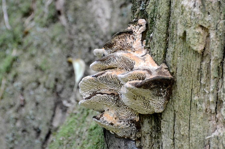 fungus at the Lodge