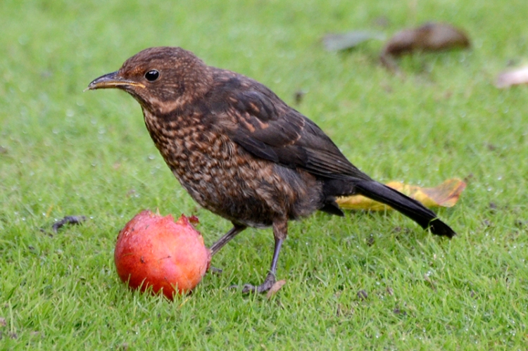 Blackbird eating plum