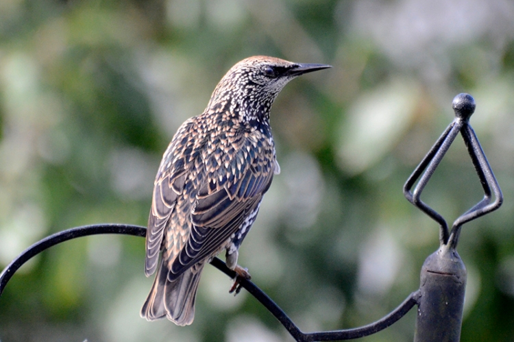 young starling