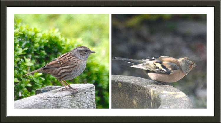 dunnock and chaffinch