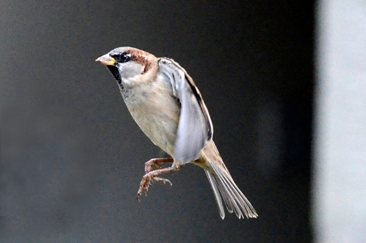 flying sparrow