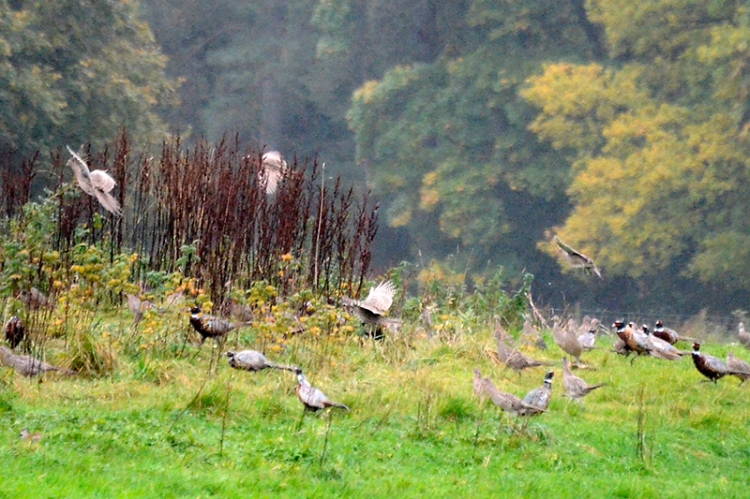 flying pheasants
