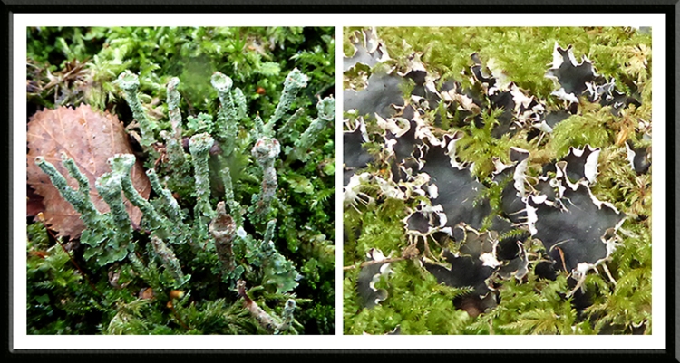 lichens broomholm