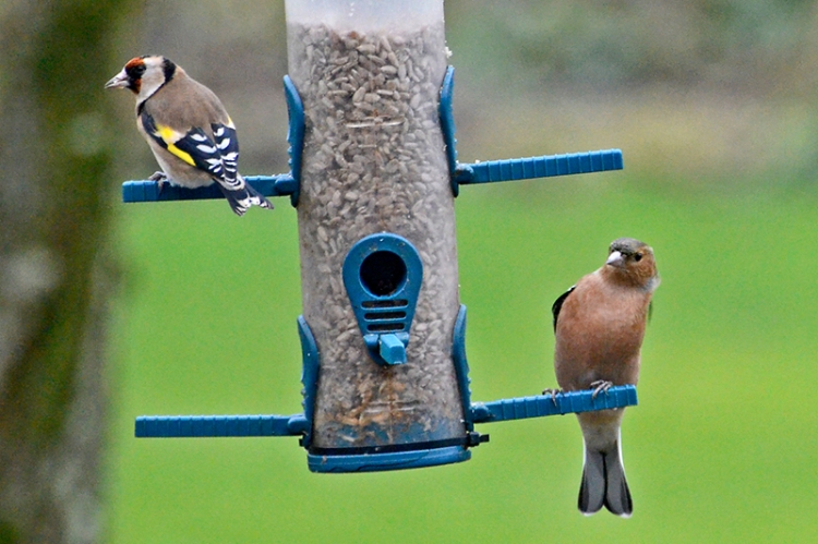 chaffinch and goldfinch