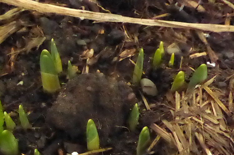 green shoots of growth