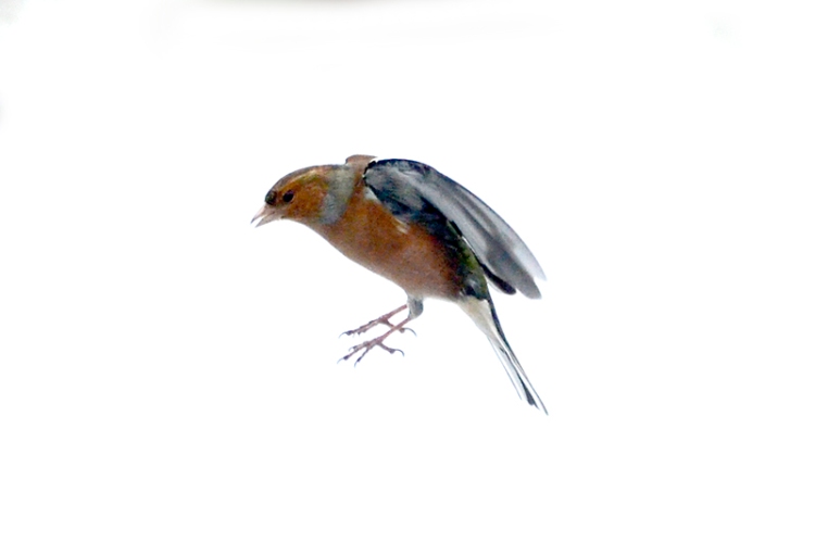 flying chaffinch in snow