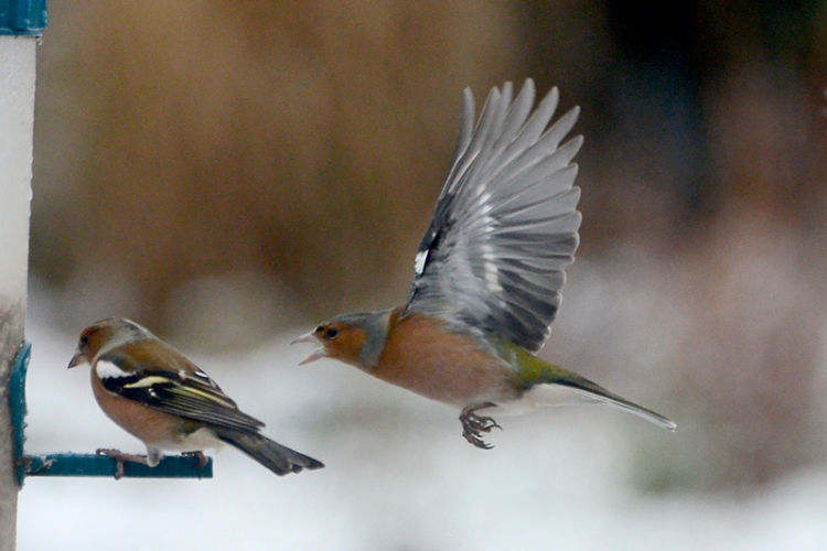 squabbling chaffinches