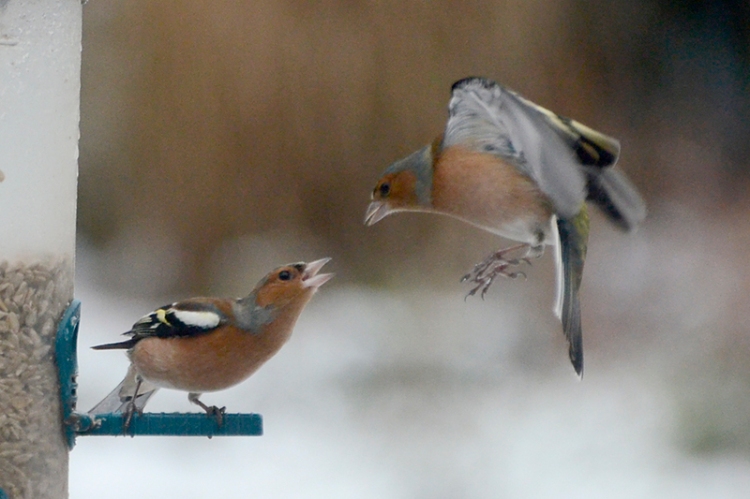 squabbling chaffinches