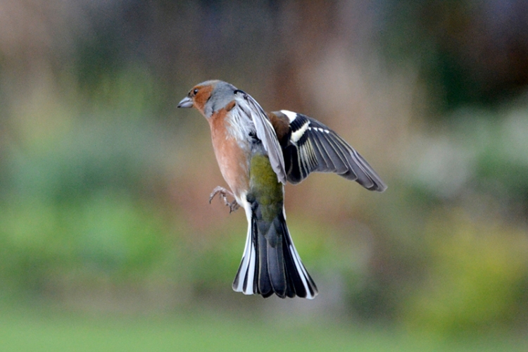 chaffinch flying
