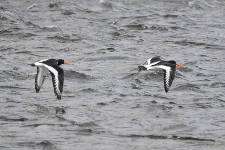 flying oyster catchers