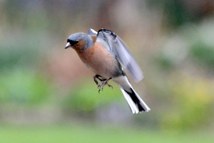 flying chaffinch