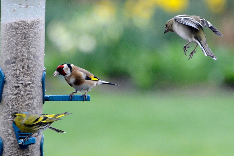 siskins, goldfinches and chaffinches