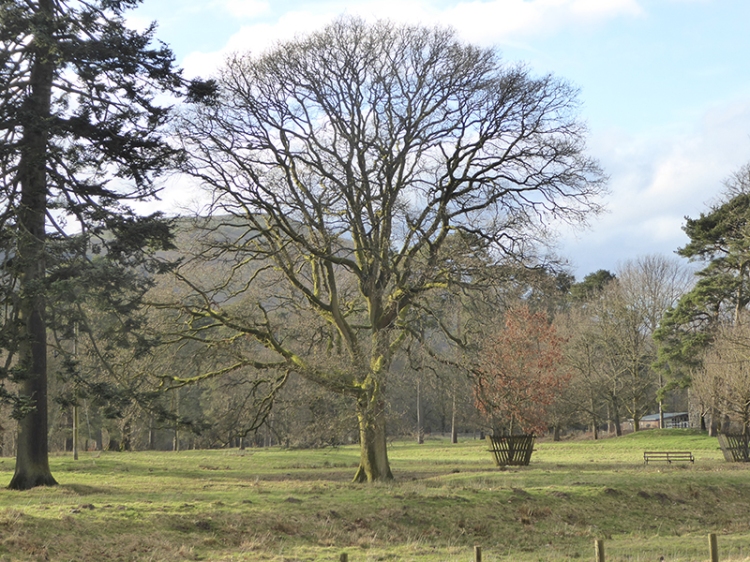 Castleholm tree
