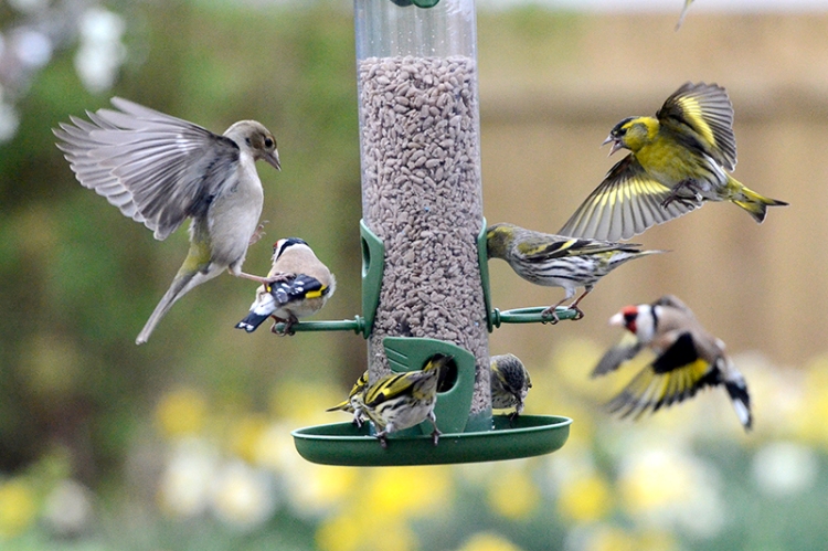 chaffinch, goldfinch and siskins