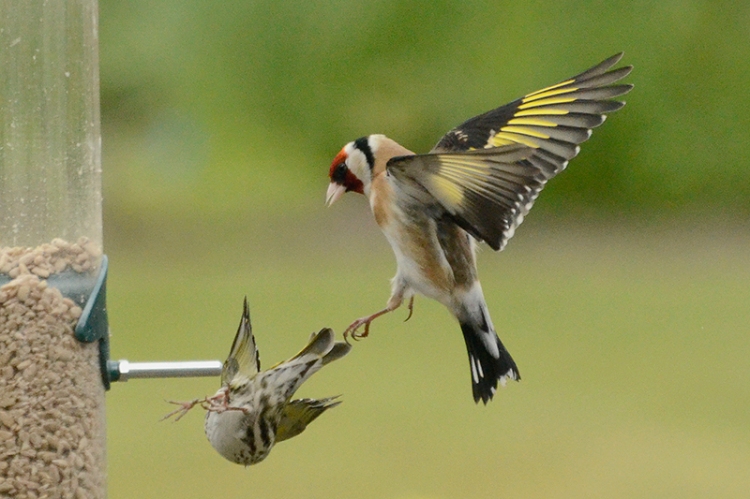 goldfinch and siskin