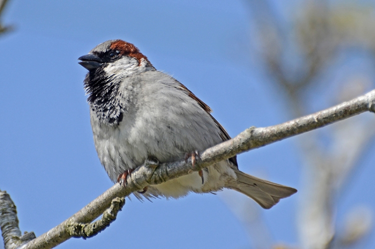 singing sparrow