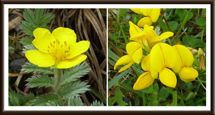 silverweed and birdsfoot trefoil