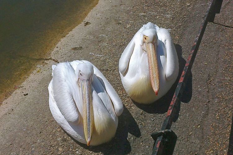 Pelicans resting from their 'amusing the tourists' activities