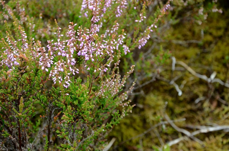 heather on the hill