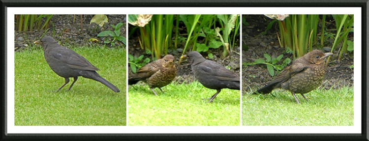 blackbird family