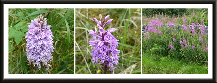 orchids and willowherb