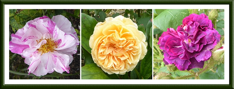 Mundi, Crown Princess Margareta and Moss roses