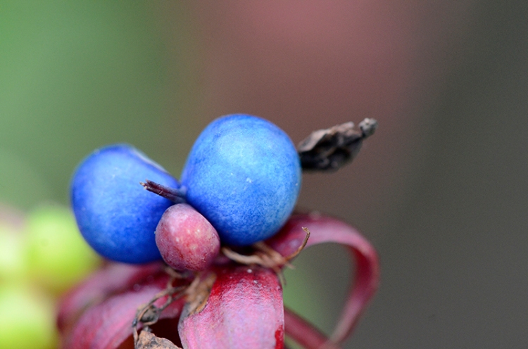 tropaeolum berries