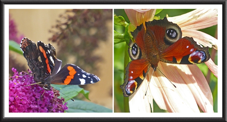red admiral and peacock butterflies