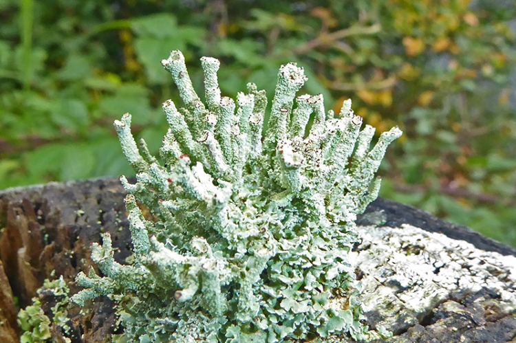 lichen
