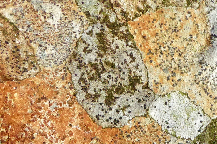 lichen boulder
