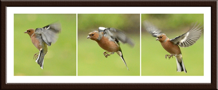 chaffinches flying