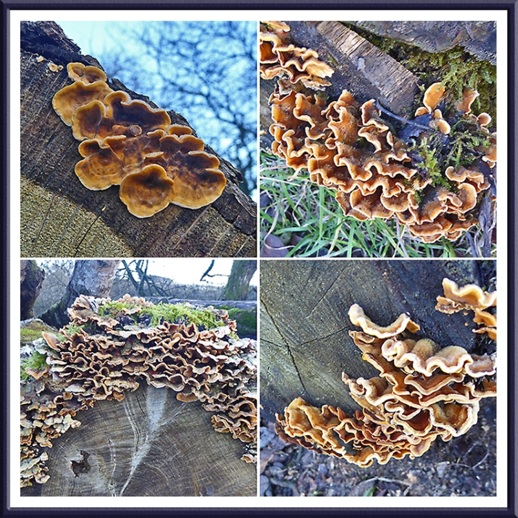Rowanburn timber fungi