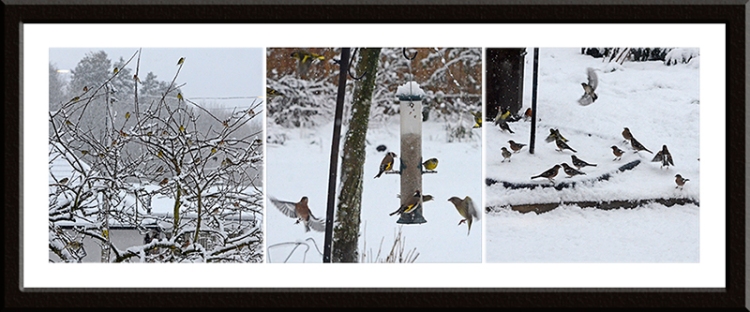 snowy birds
