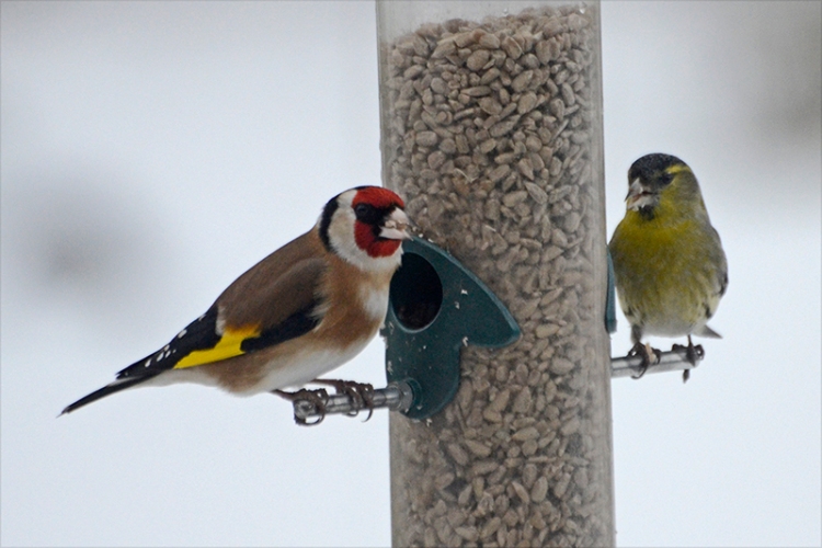 goldfinch and siskin in snow