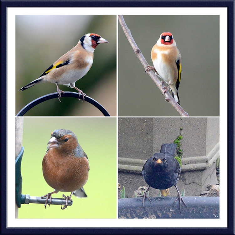 goldfinches, chaffinch and blackbird