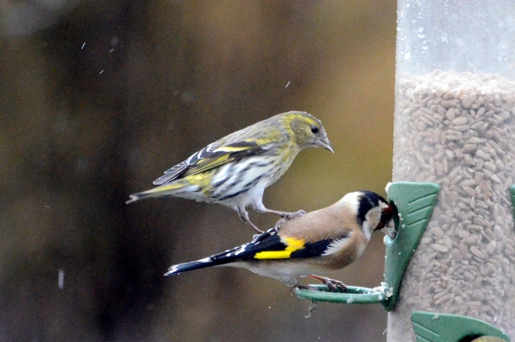 siskin attacking goldfinch