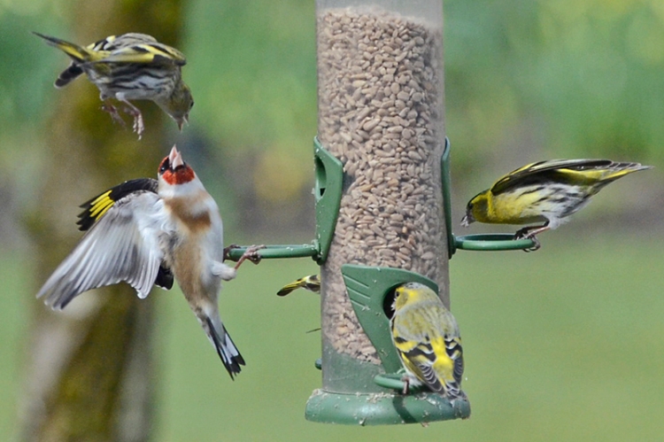 goldfinch and siskin