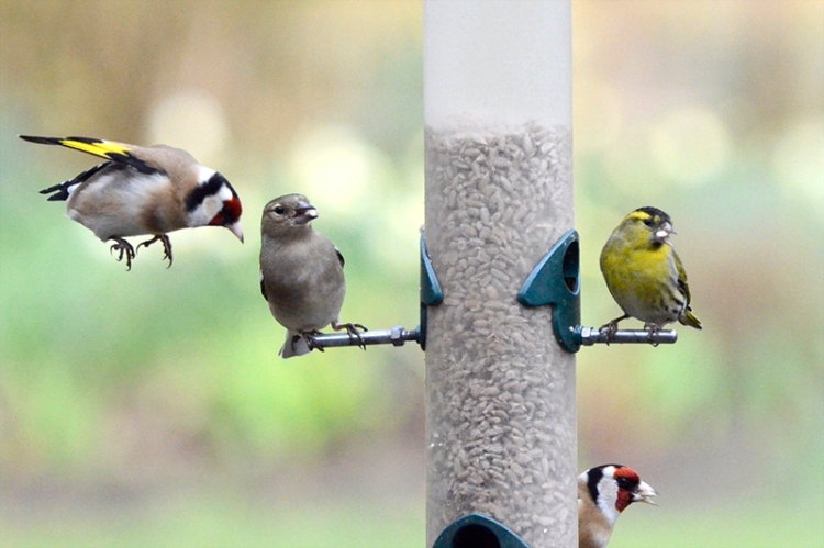 goldfinch, chaffinch and siskin