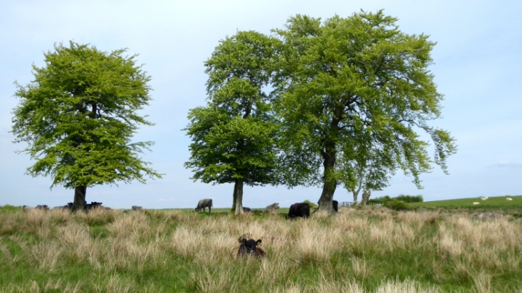 cows and tree