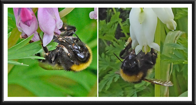 bees on dicentra