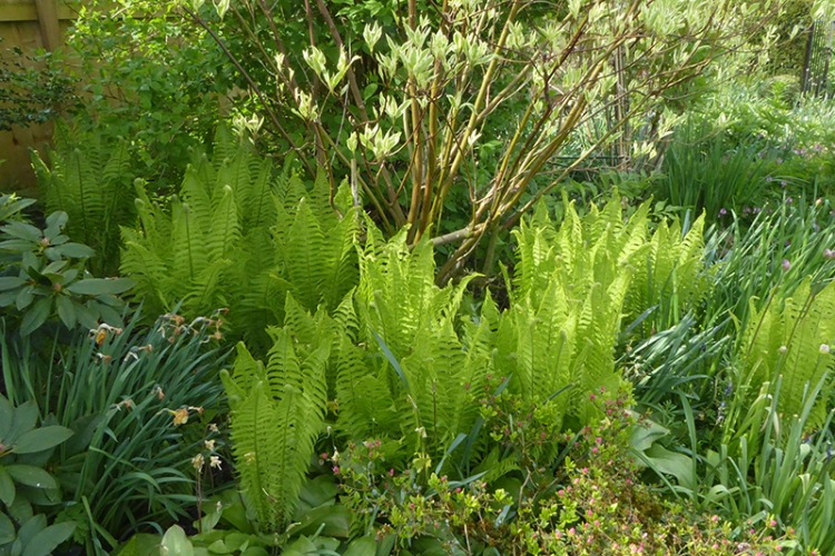 garden ferns