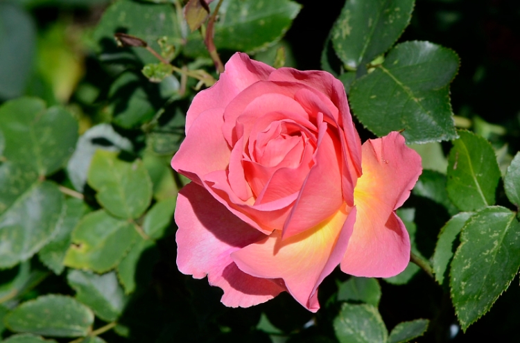 lilian austin rose