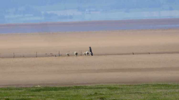 sheep on solway sands