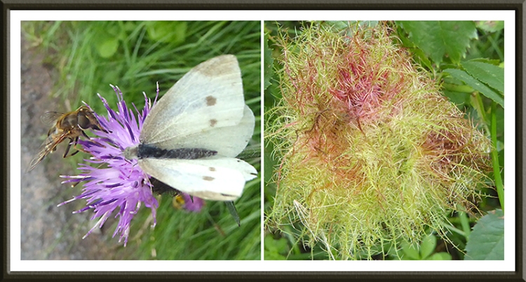 bee, butterfly and rose gall