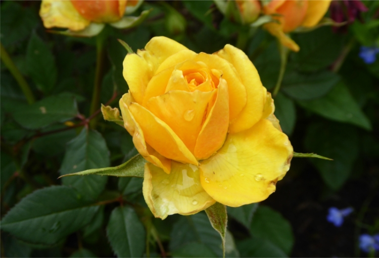 golden wedding rose