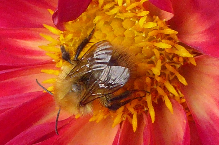 red dahlia with bee 2