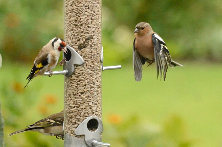 chaffinch approaching goldfinch