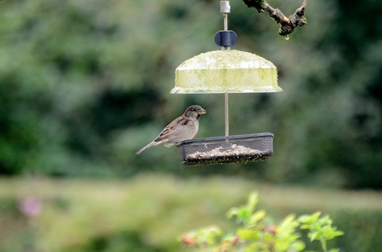 sparrow on elder feeder
